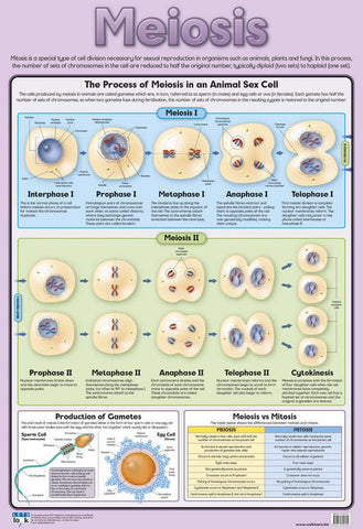CHART MEIOSIS