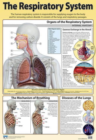 CHART RESPIRATORY STSTEM