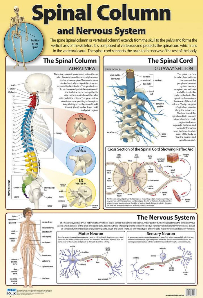 CHART SPINAL COLUMN