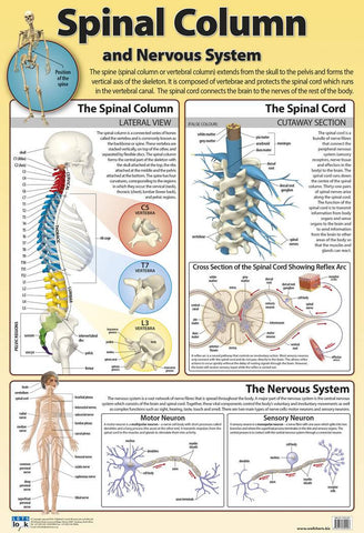 CHART SPINAL COLUMN