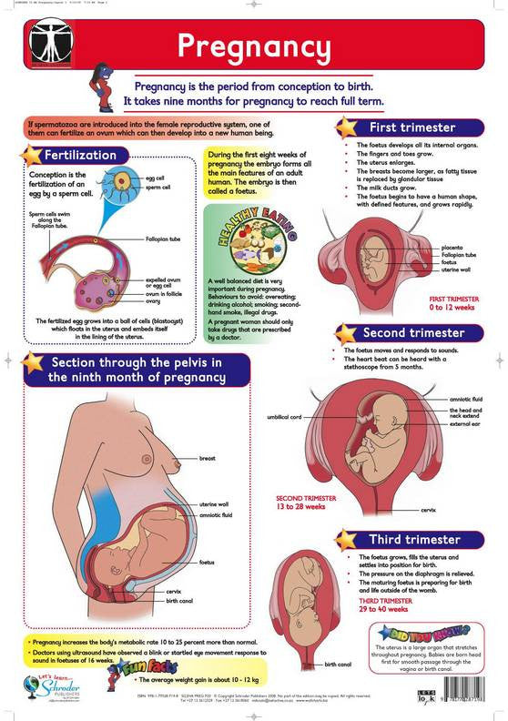 CHART PREGNANCY