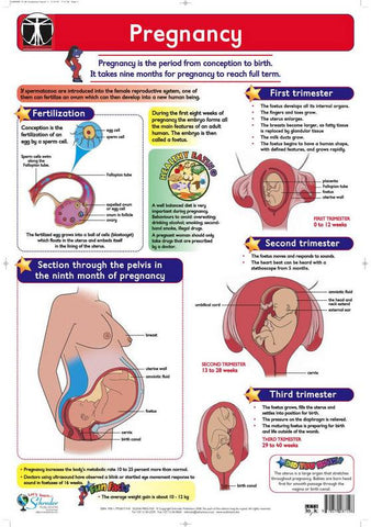 CHART PREGNANCY