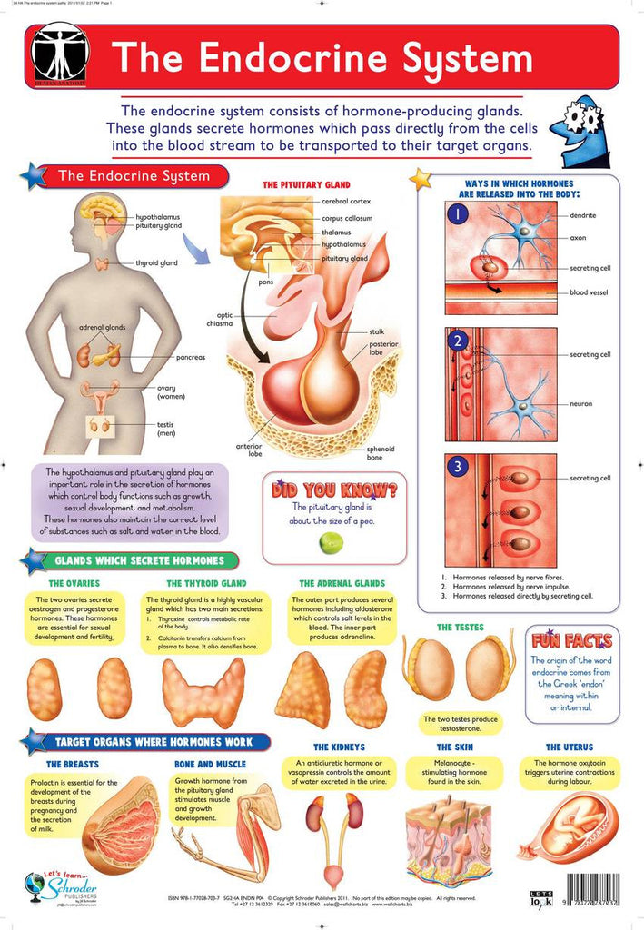 CHART ENDOCRINE SYSTEM