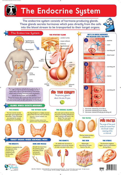 Endocrine Glands Chart Endocrine System | Gaston College Bookstore