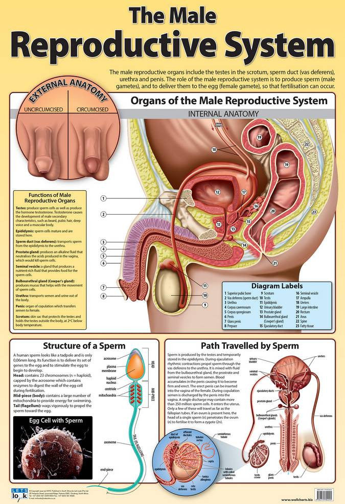 CHART MALE REPRODUCTIVE SYSTEM