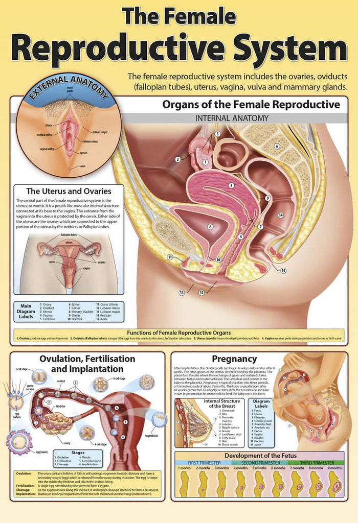 CHART FEMALE REPRODUCTIVE SYS