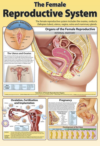 CHART FEMALE REPRODUCTIVE SYS