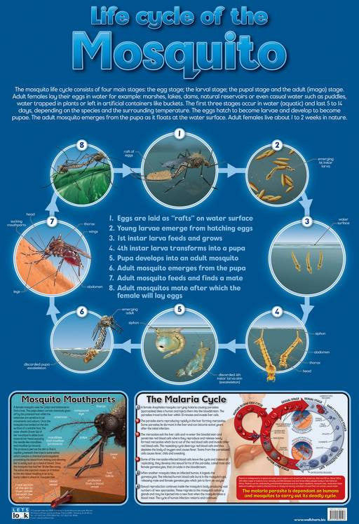 CHART LIFE CYCLE OF MOSQUITO