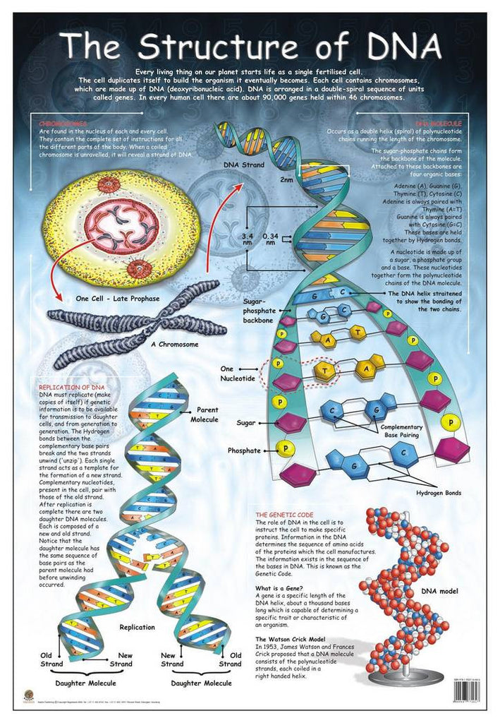 Dna Structure Diagram Chart Paper