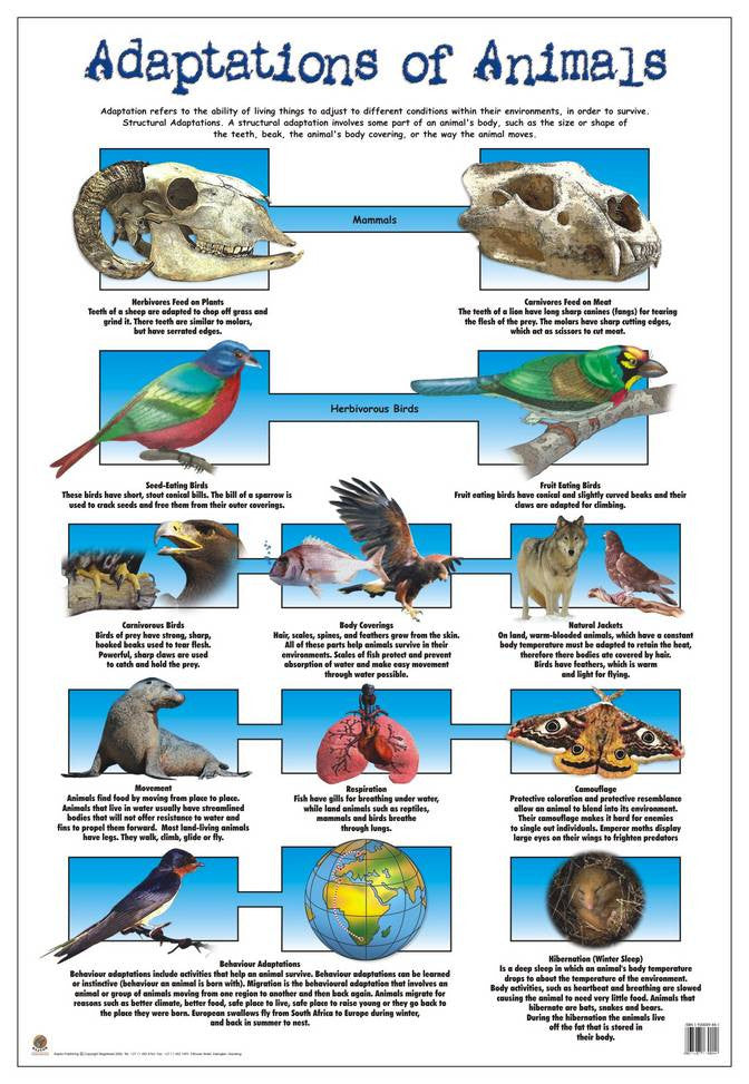 CHART ADAPTION OF ANIMALS