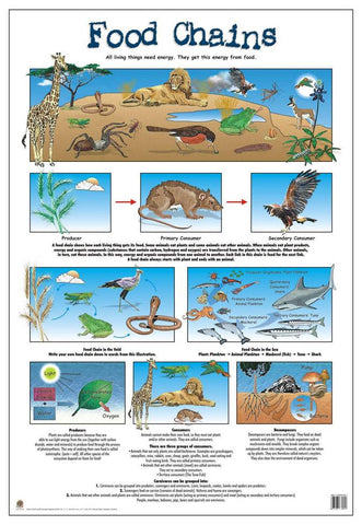 CHART FOOD CHAINS