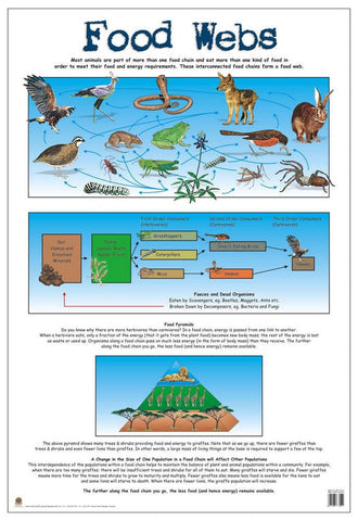 CHART FOOD WEBS