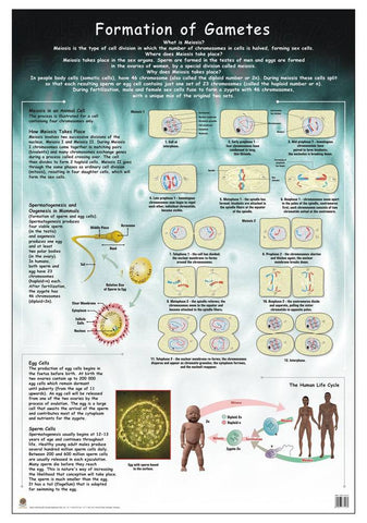 CHART FORMATION OF GAMETES