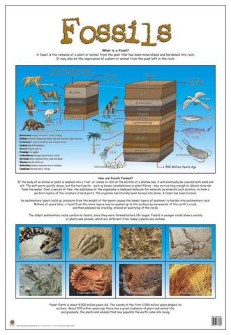 CHART FOSSILS