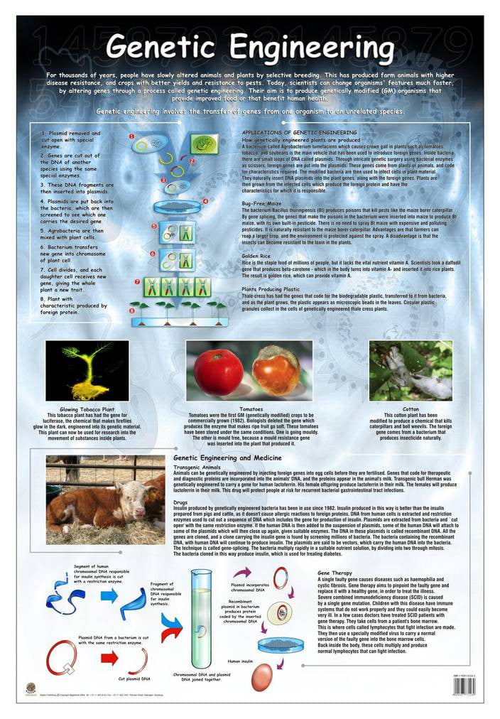 Genetic Engineering Graphs