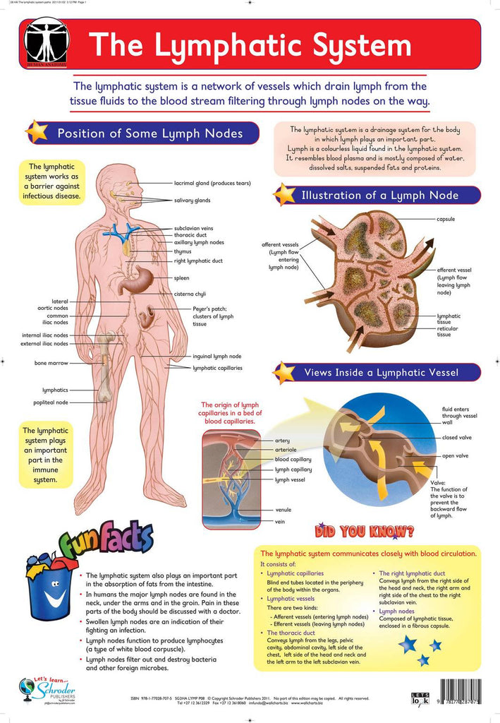 CHART LYMPHATIC SYSTEM